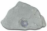 Iridescent Ammonite (Psiloceras) Fossil - England #350962-1
